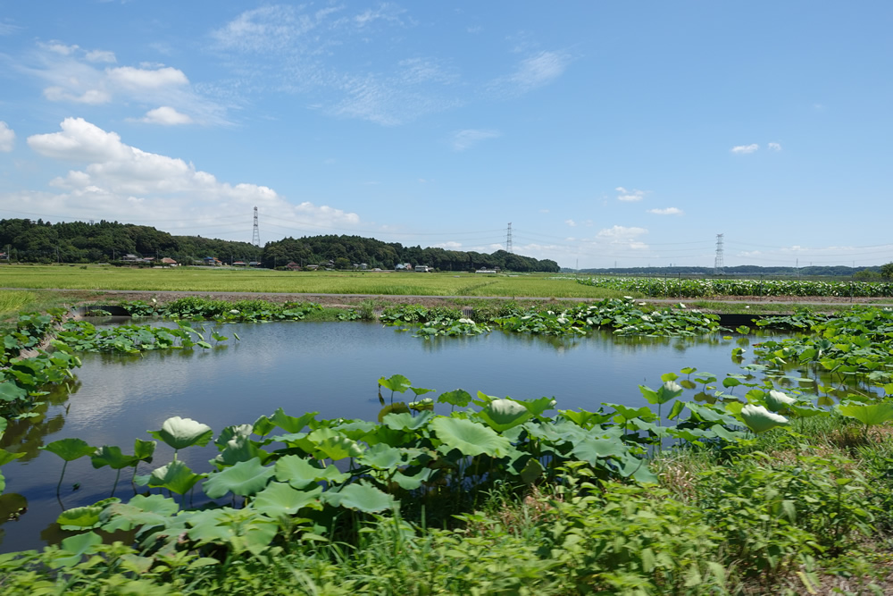 『田園風景（新利根地区）』の画像