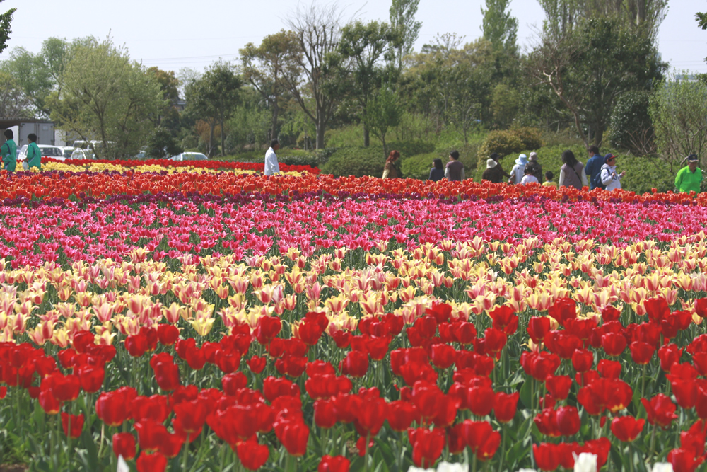 『チューリップ祭り（桜川地区）』の画像