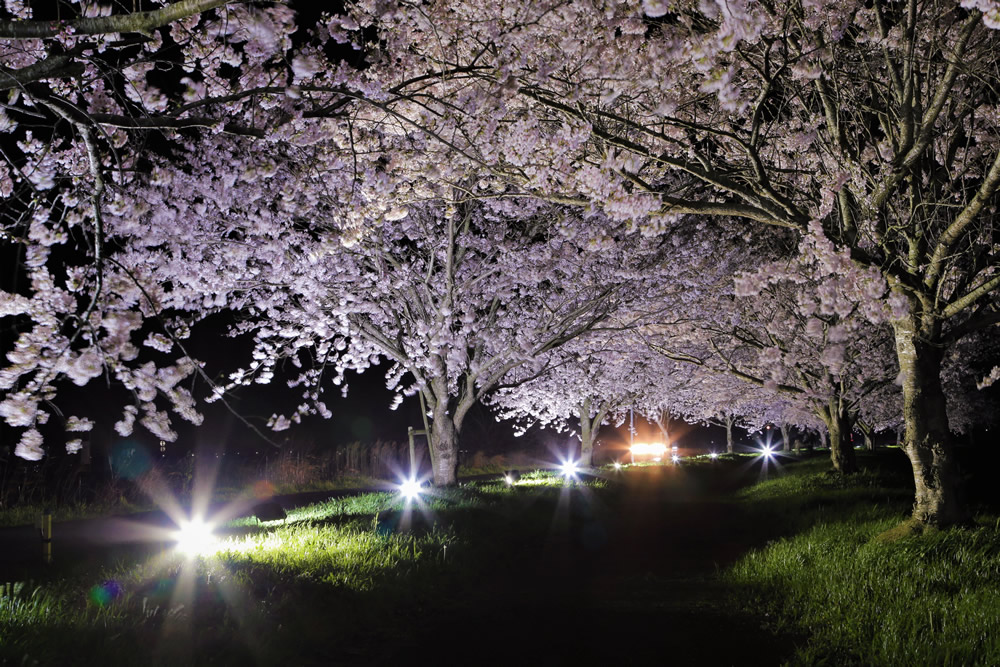 『夜桜（東地区）』の画像